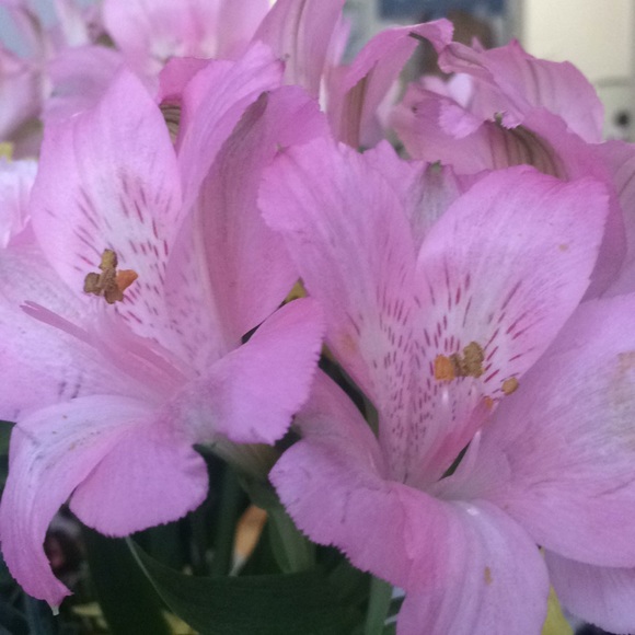 Meet your Posher, Amanda - Picture 1 of 1